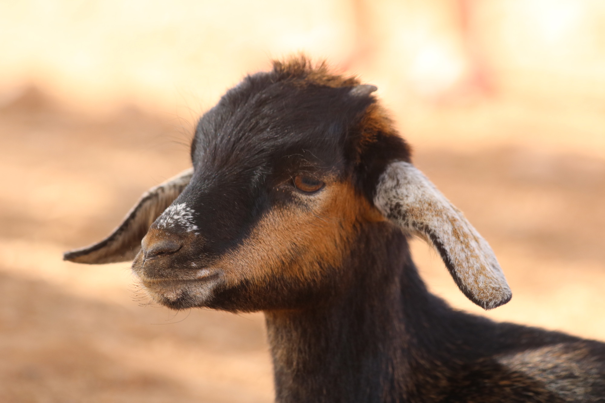 morroco-baby-goat.JPG
