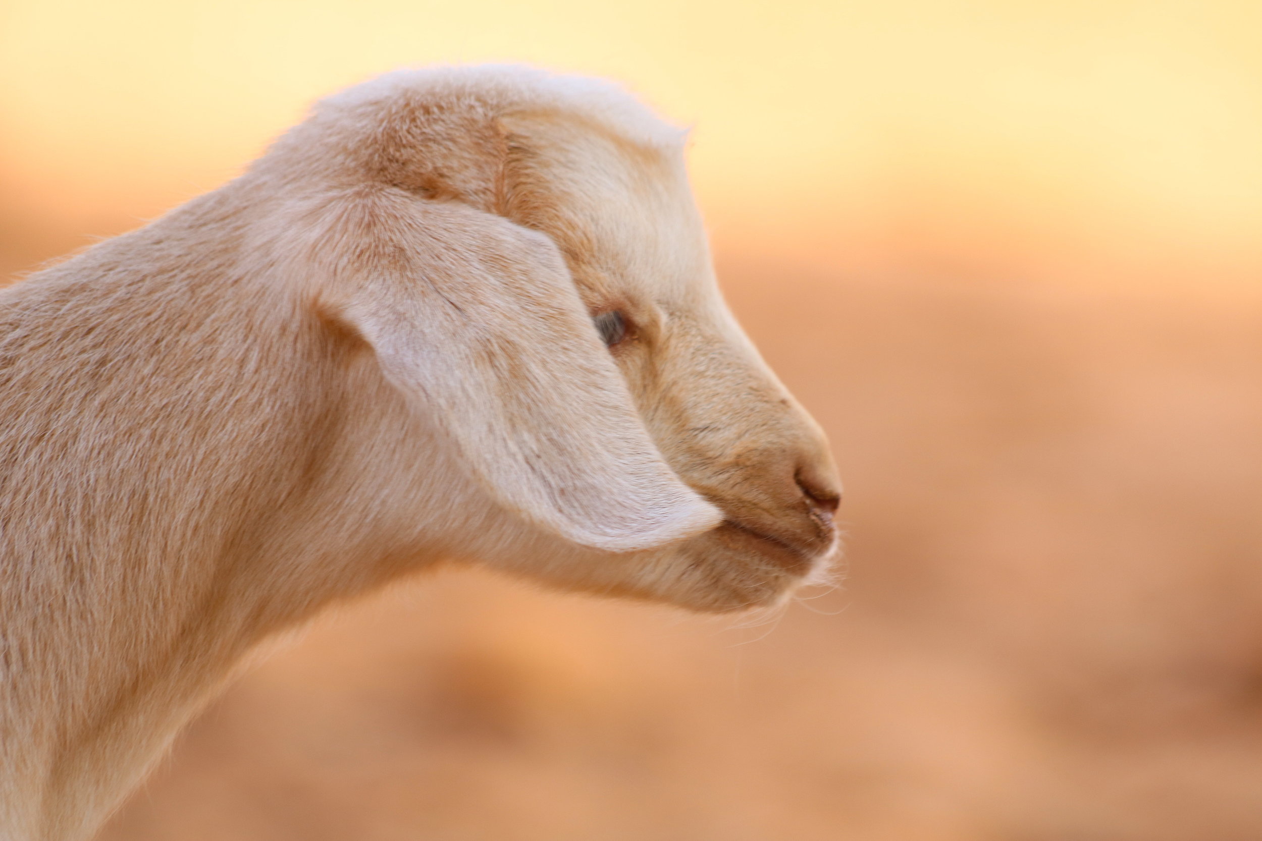 morroco-baby-goat-2.JPG