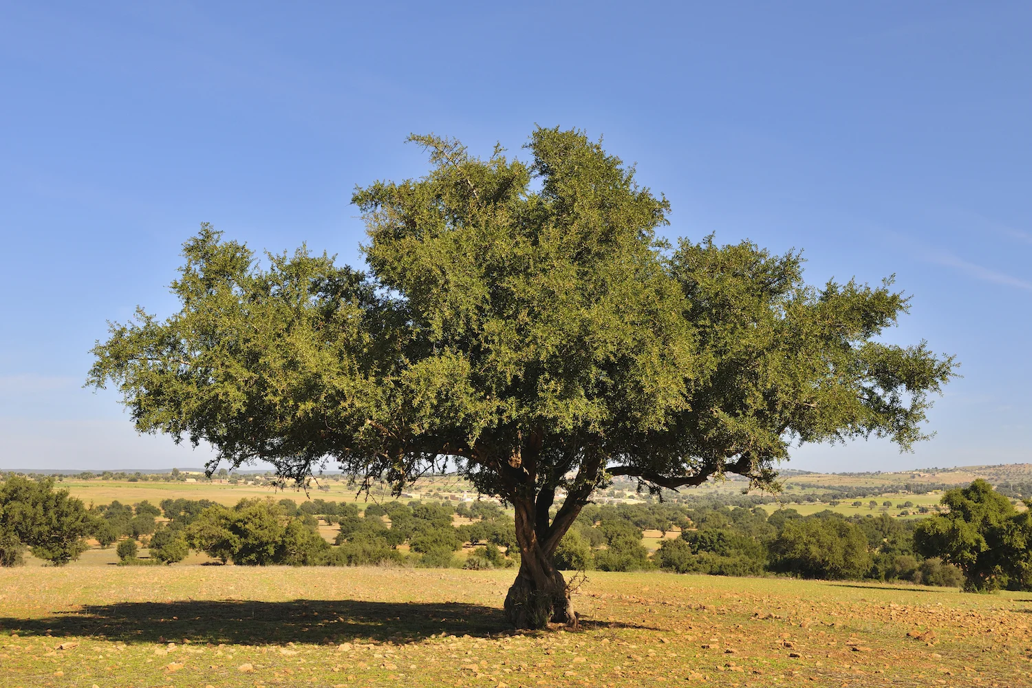 Argan Tree