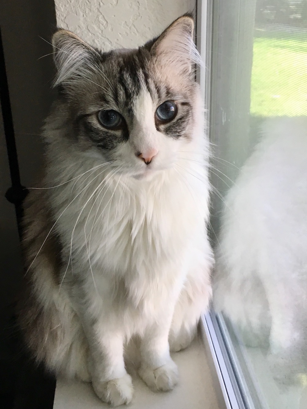 Niko-siamese-2.jpg