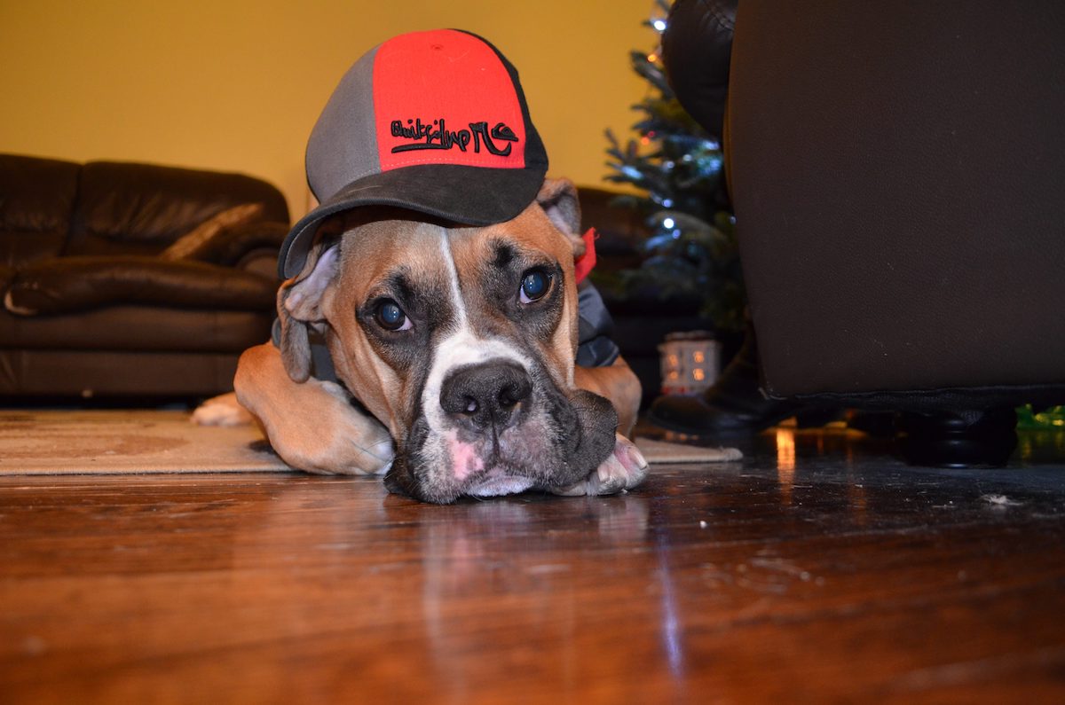 boxer-hugo-5.jpg