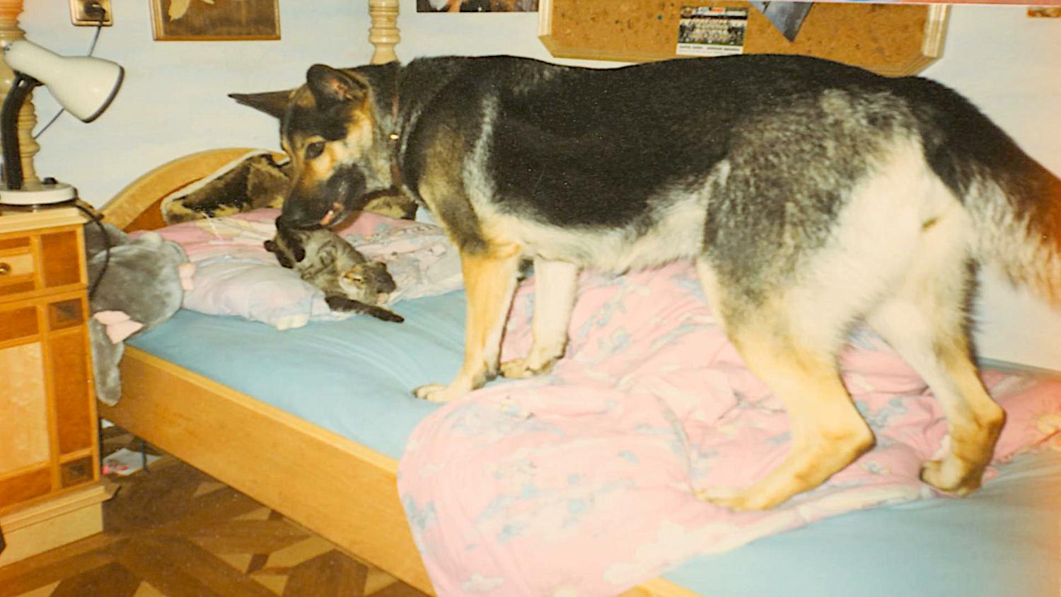 german-shepard-rigo-cat.jpg