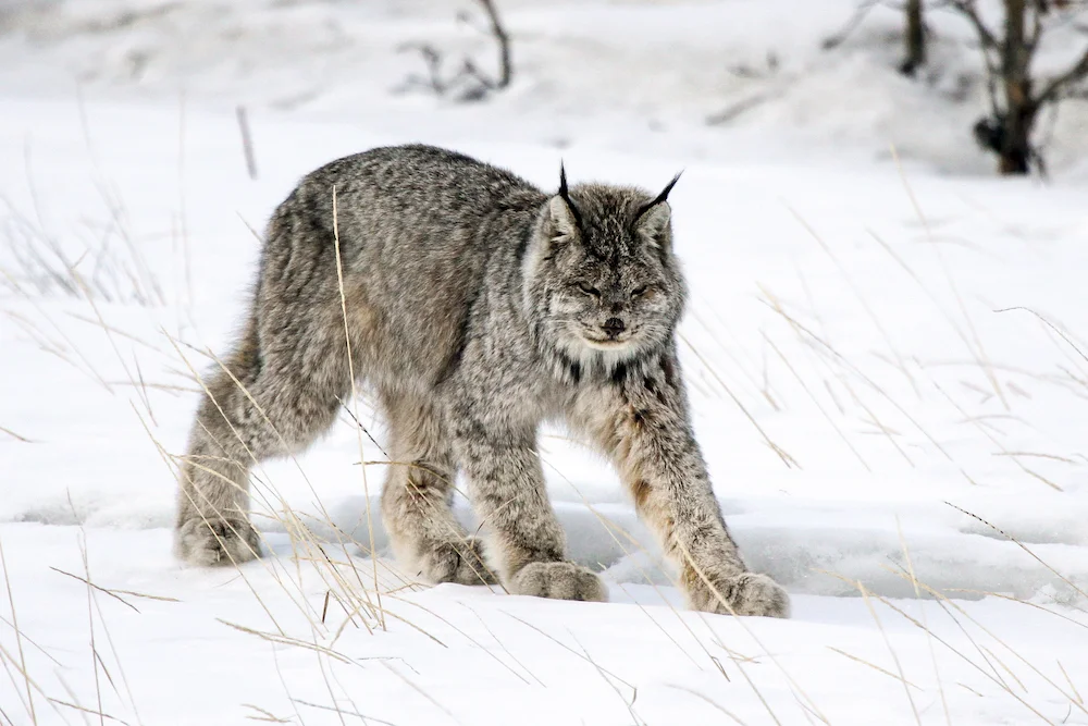 Canadian Lynx