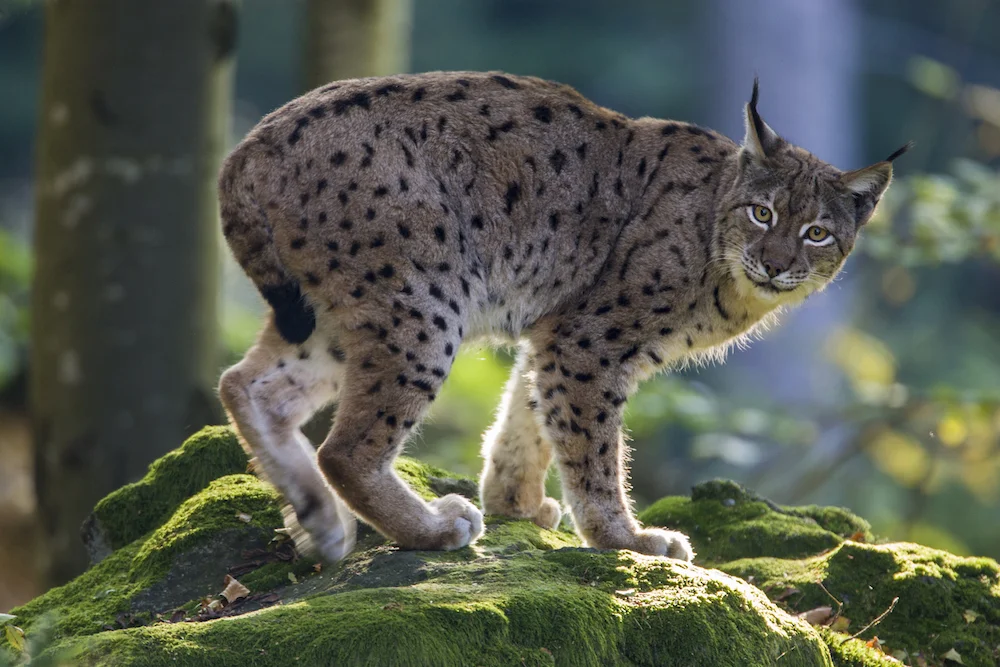 Lynx