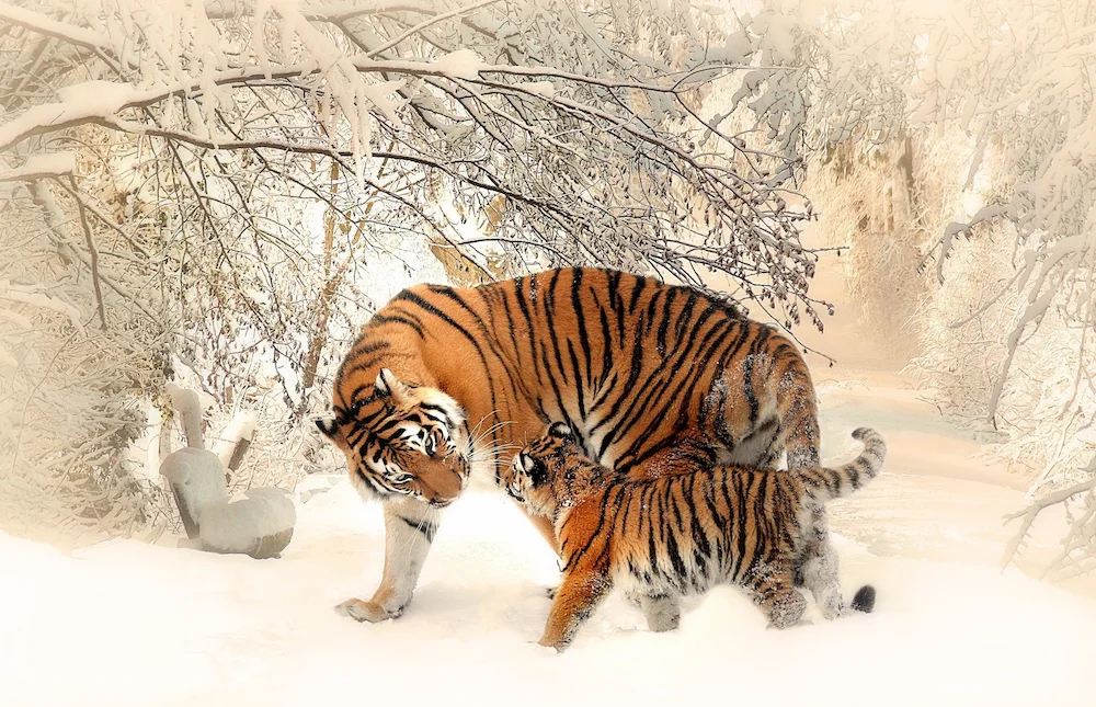 Tiger