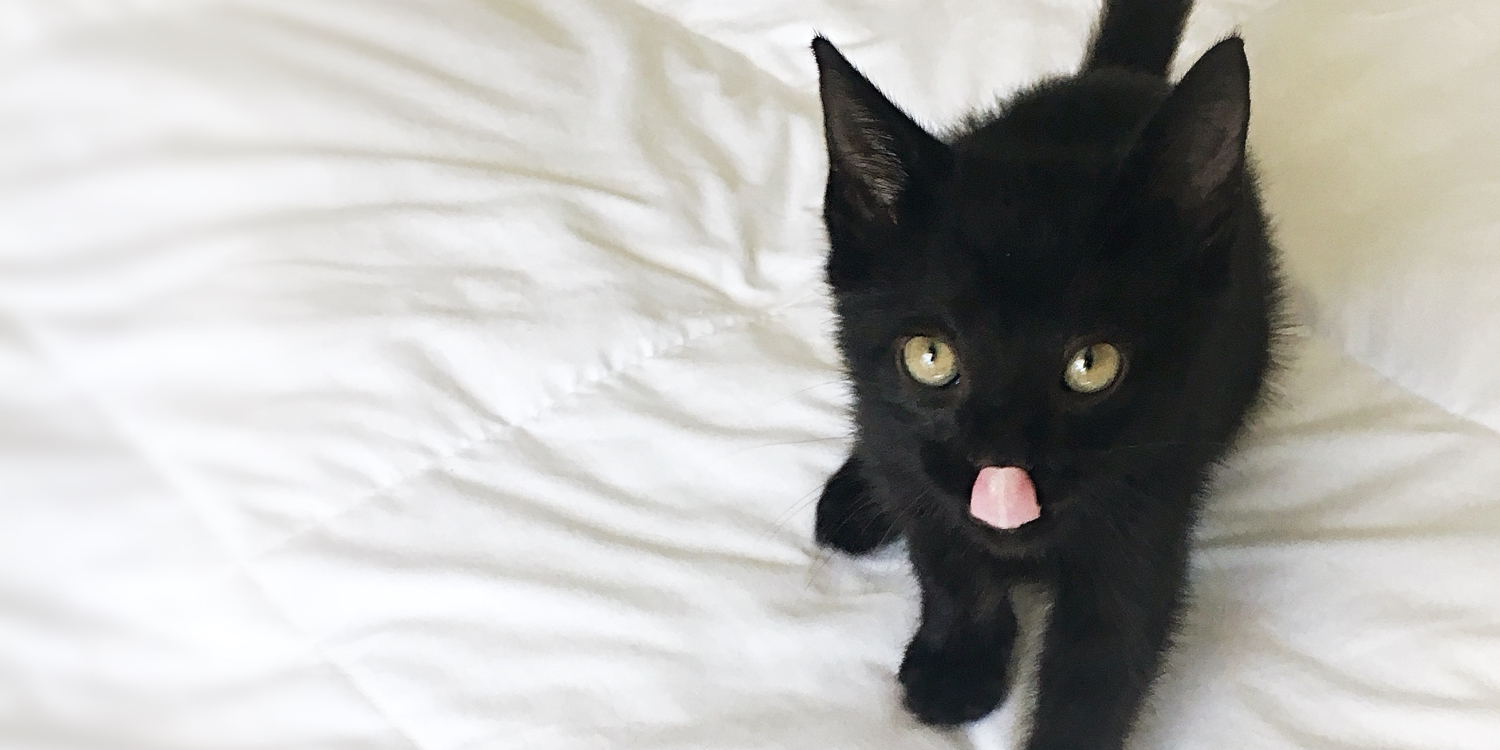 cat-onyx_6.jpg