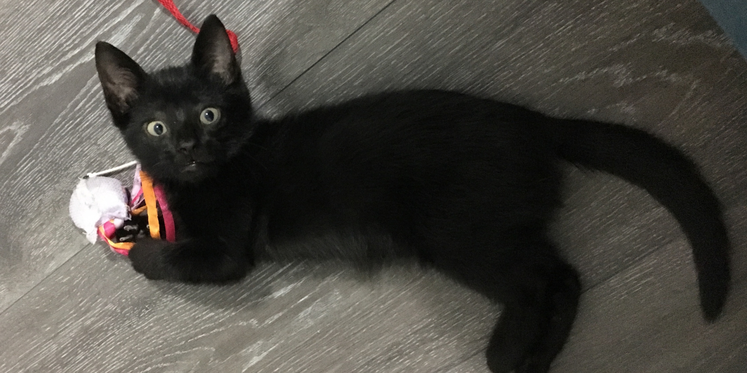 cat-onyx_5.jpg