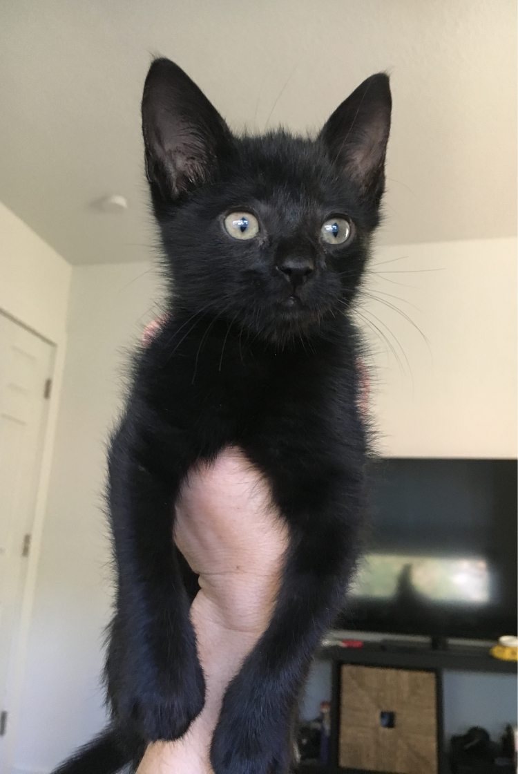 onyx-cat_7.jpg