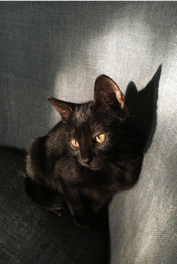 onyx-cat_9.jpg