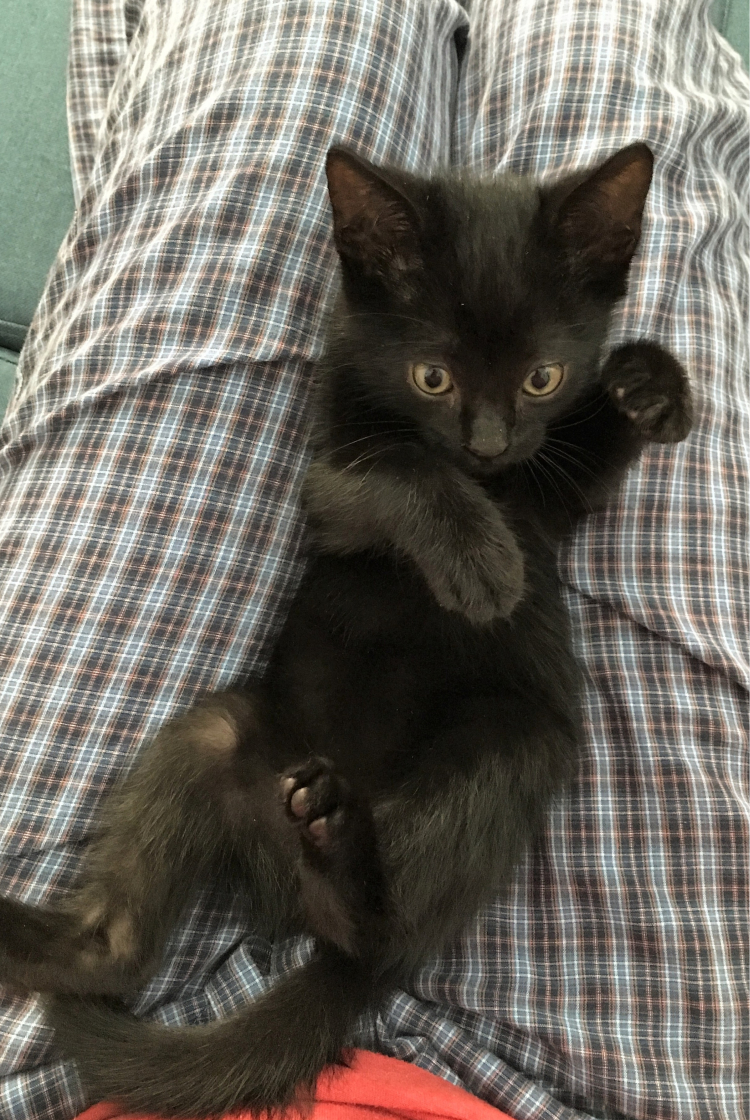 onyx-cat_10.jpg
