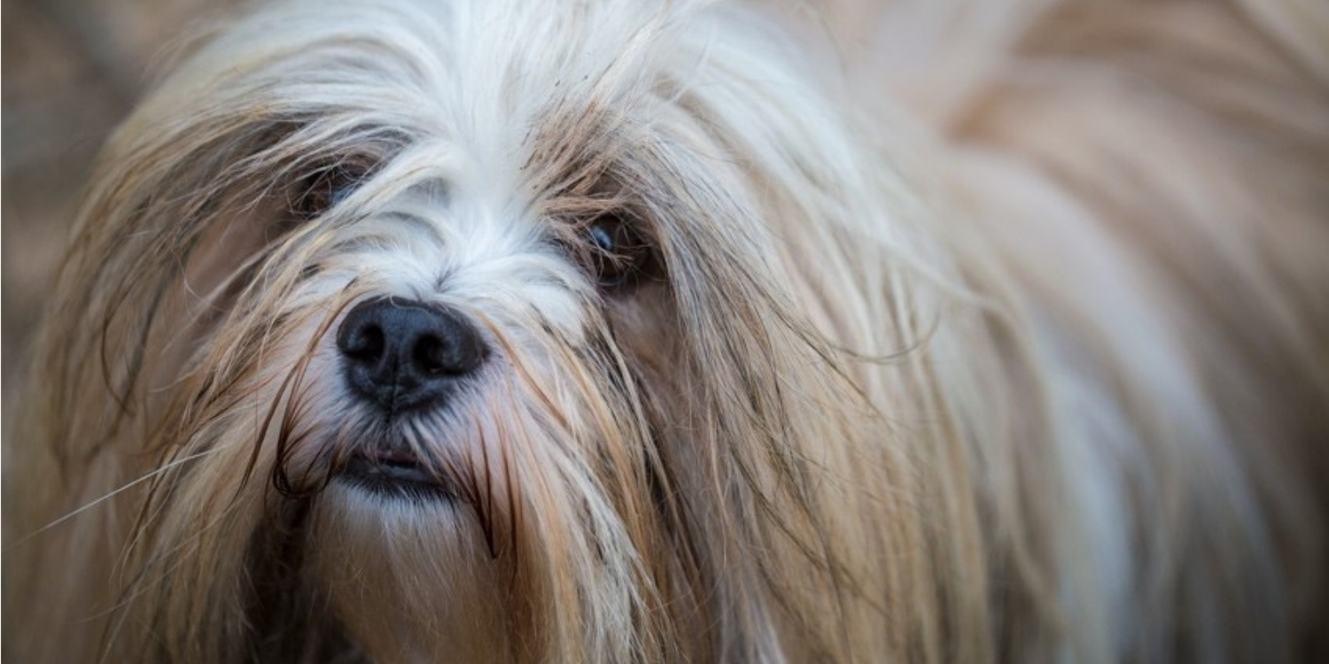 Fjerde Prestigefyldte At adskille BOBBY - THE LITTLE LHASA APSO DOG WITH A BIG HEART & AN EXTREMELY LOUD BARK  — petsofchampions
