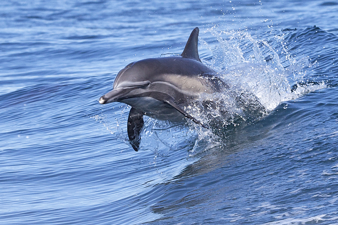 Dolphins