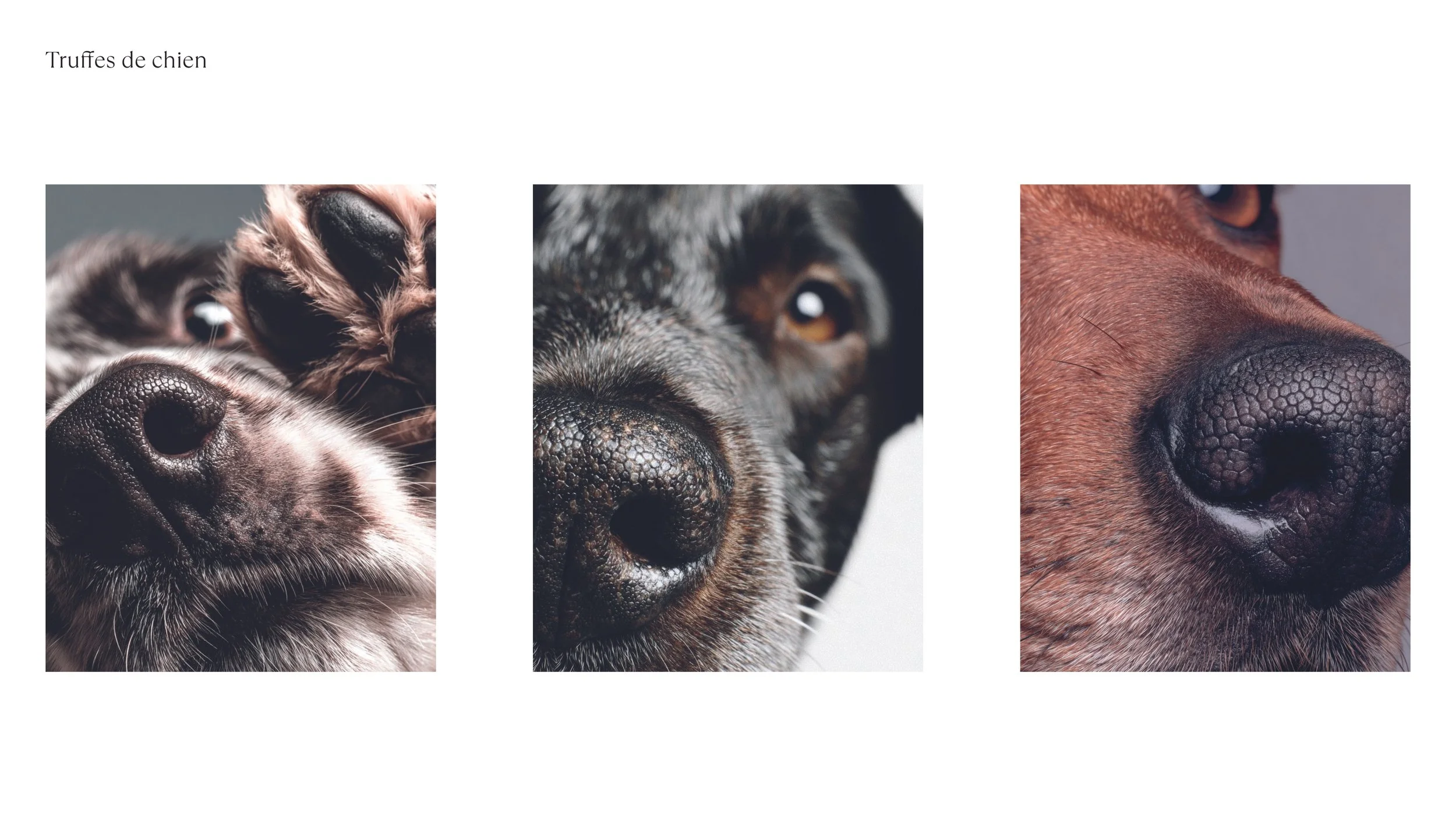 LOGO et COULEURS_2025112633.jpg