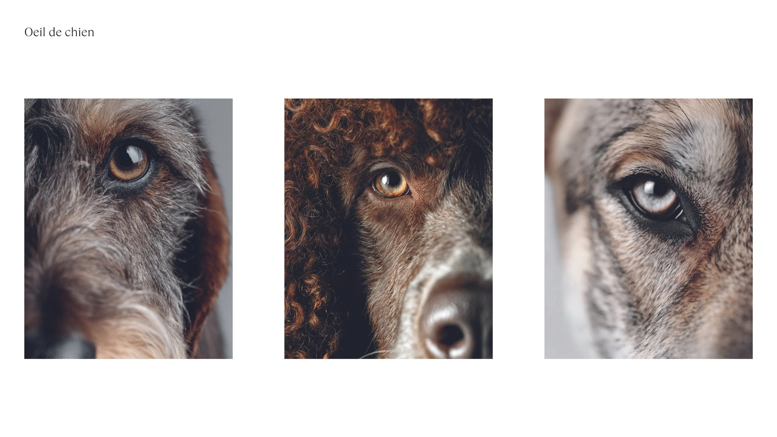 LOGO et COULEURS_2025112634.jpg