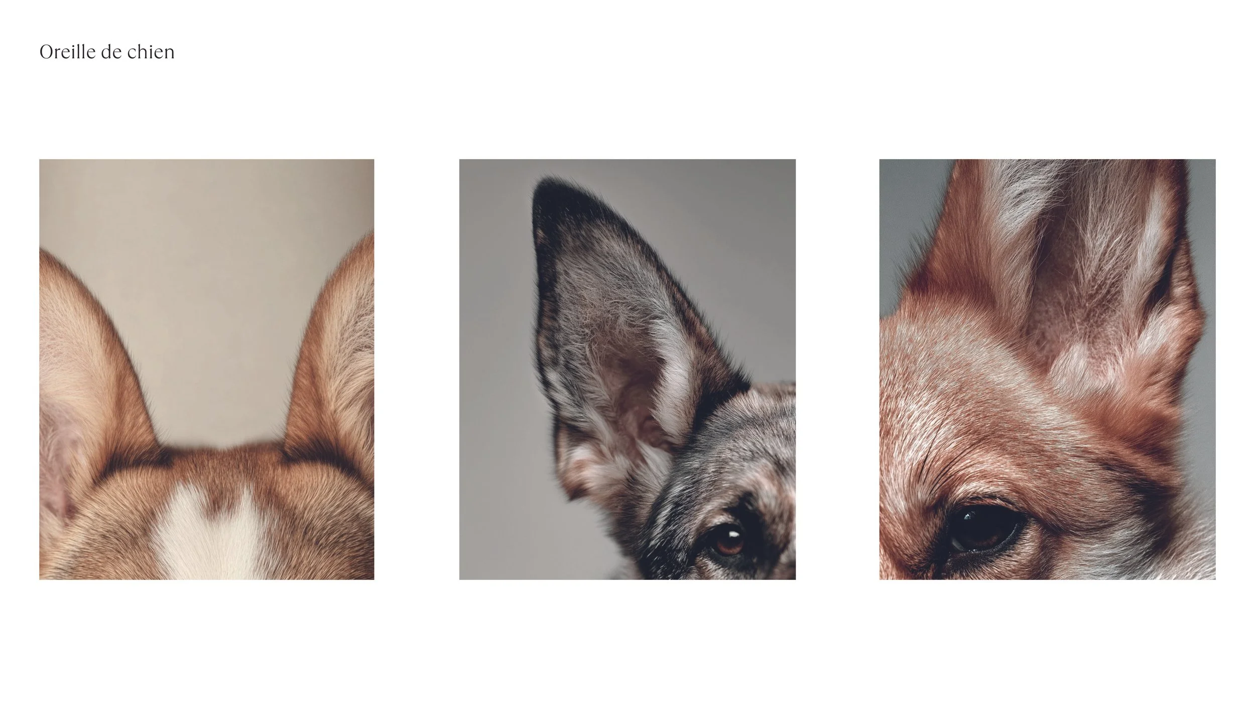 LOGO et COULEURS_2025112636.jpg