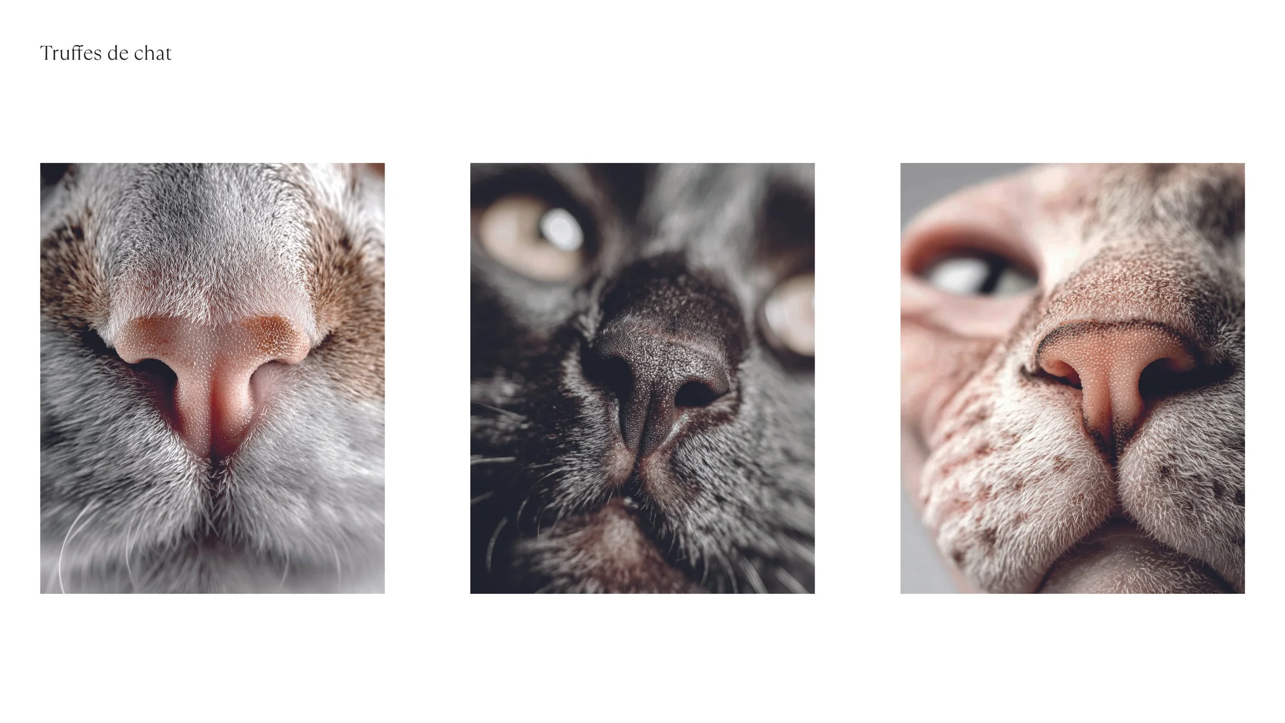 LOGO et COULEURS_2025112641.jpg