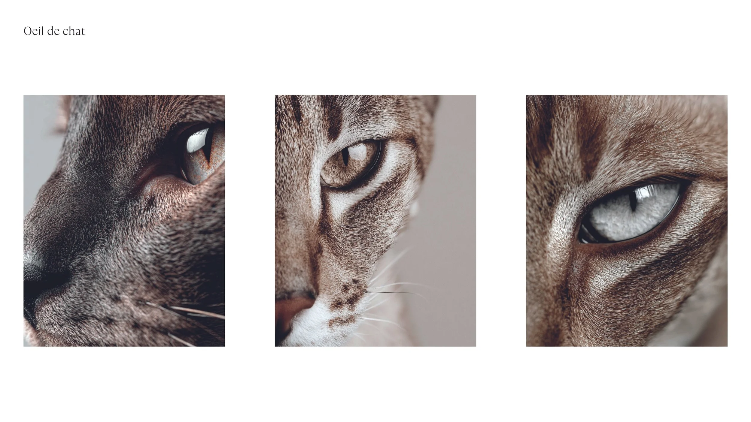 LOGO et COULEURS_2025112642.jpg