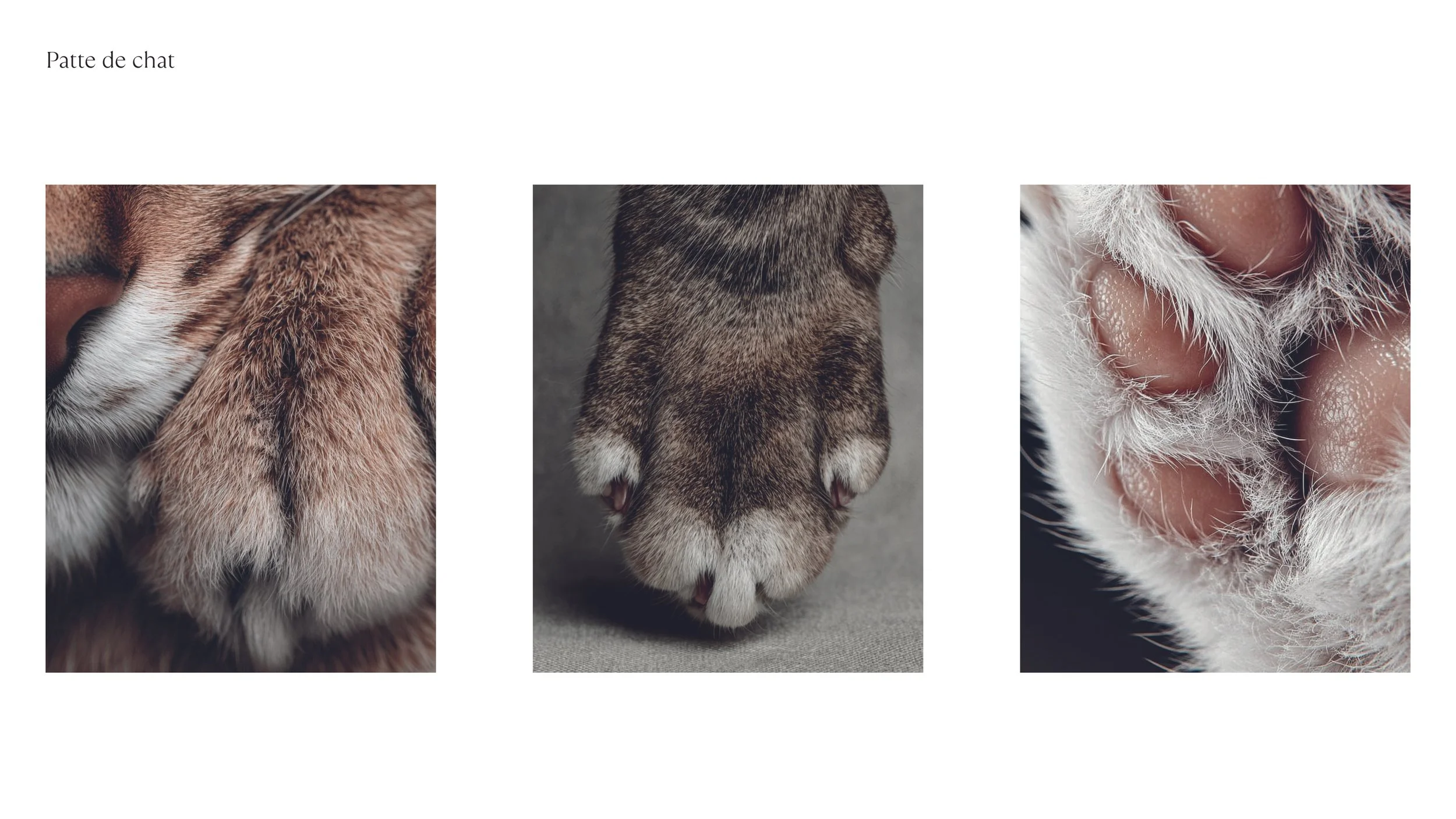 LOGO et COULEURS_2025112643.jpg