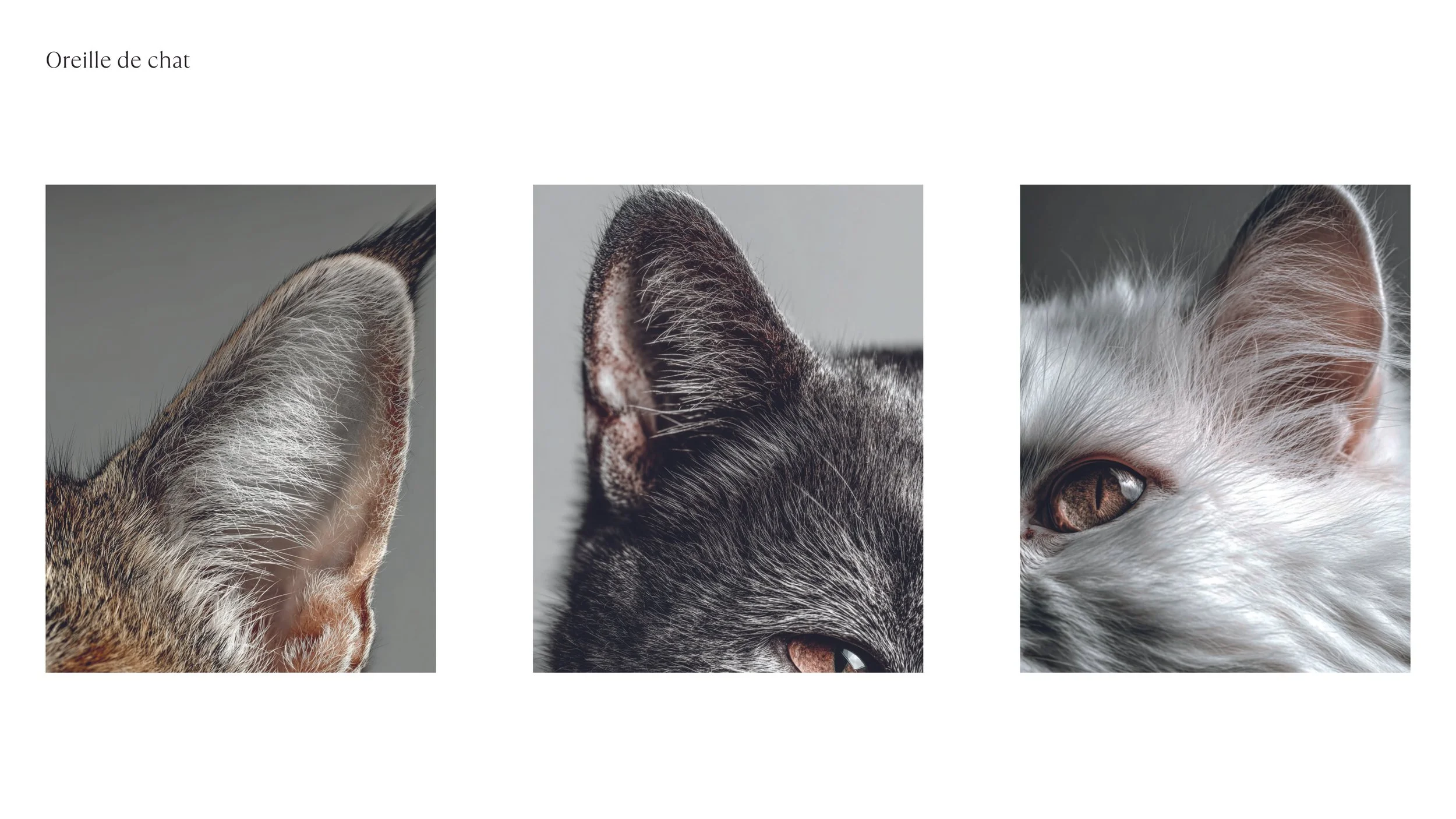 LOGO et COULEURS_2025112644.jpg