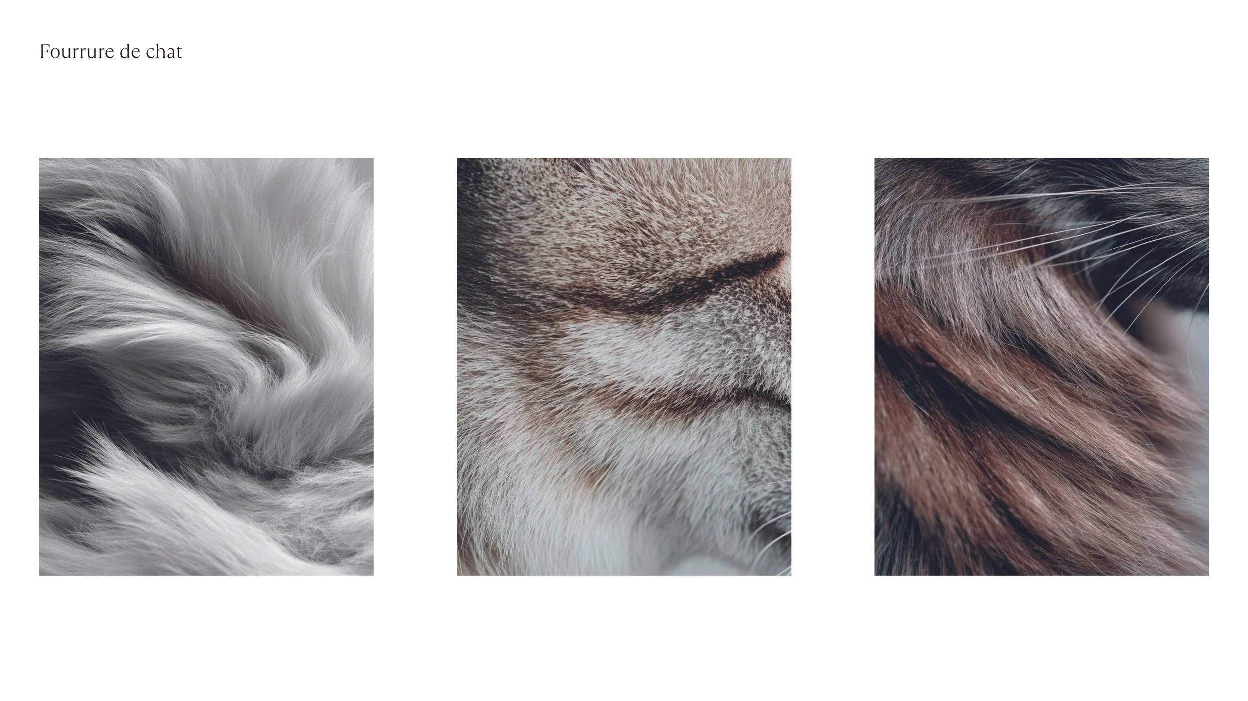 LOGO et COULEURS_2025112645.jpg