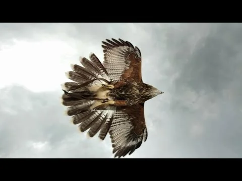 Crowdfunding Campaign - Thank you