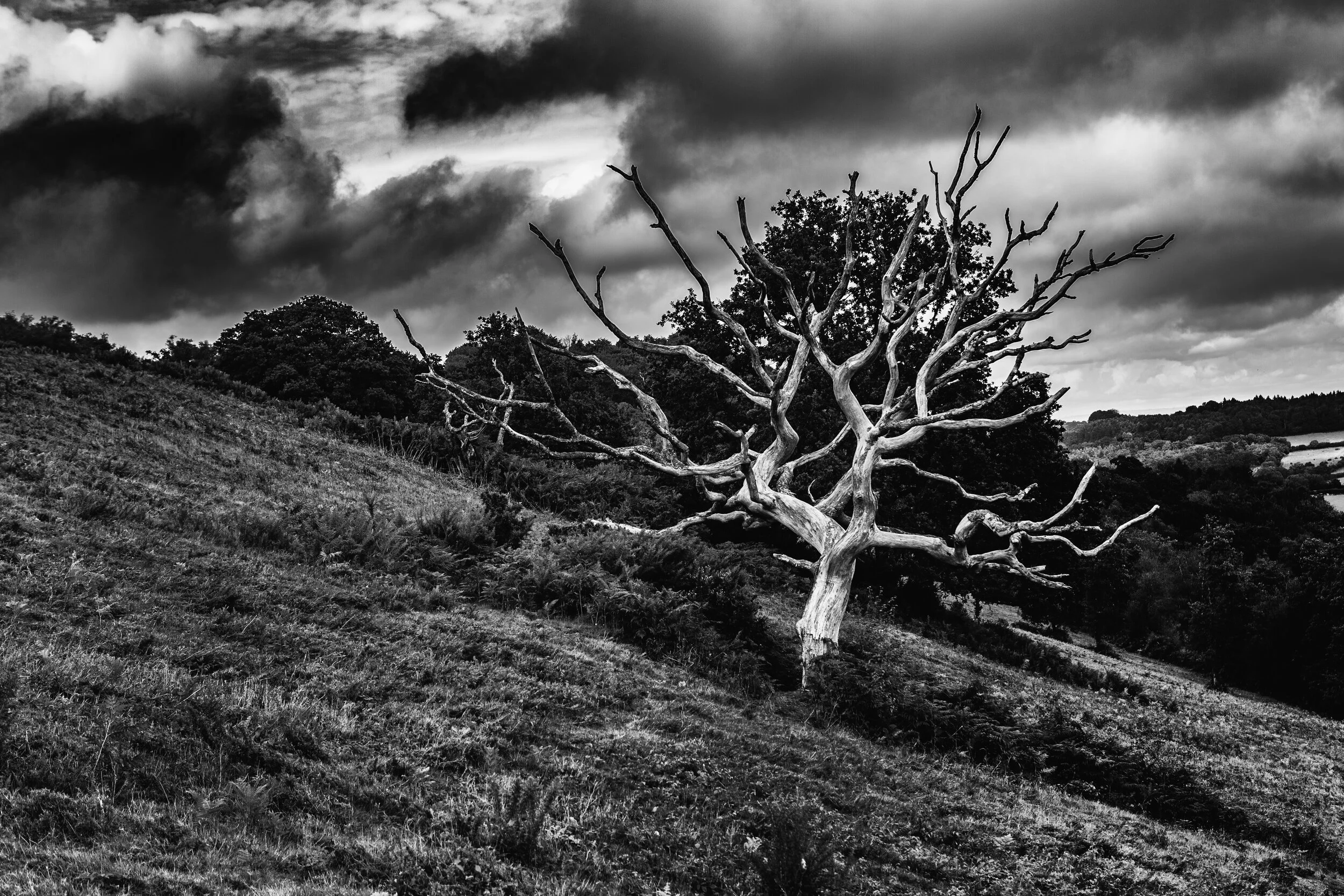 Lambert's Castle Tree