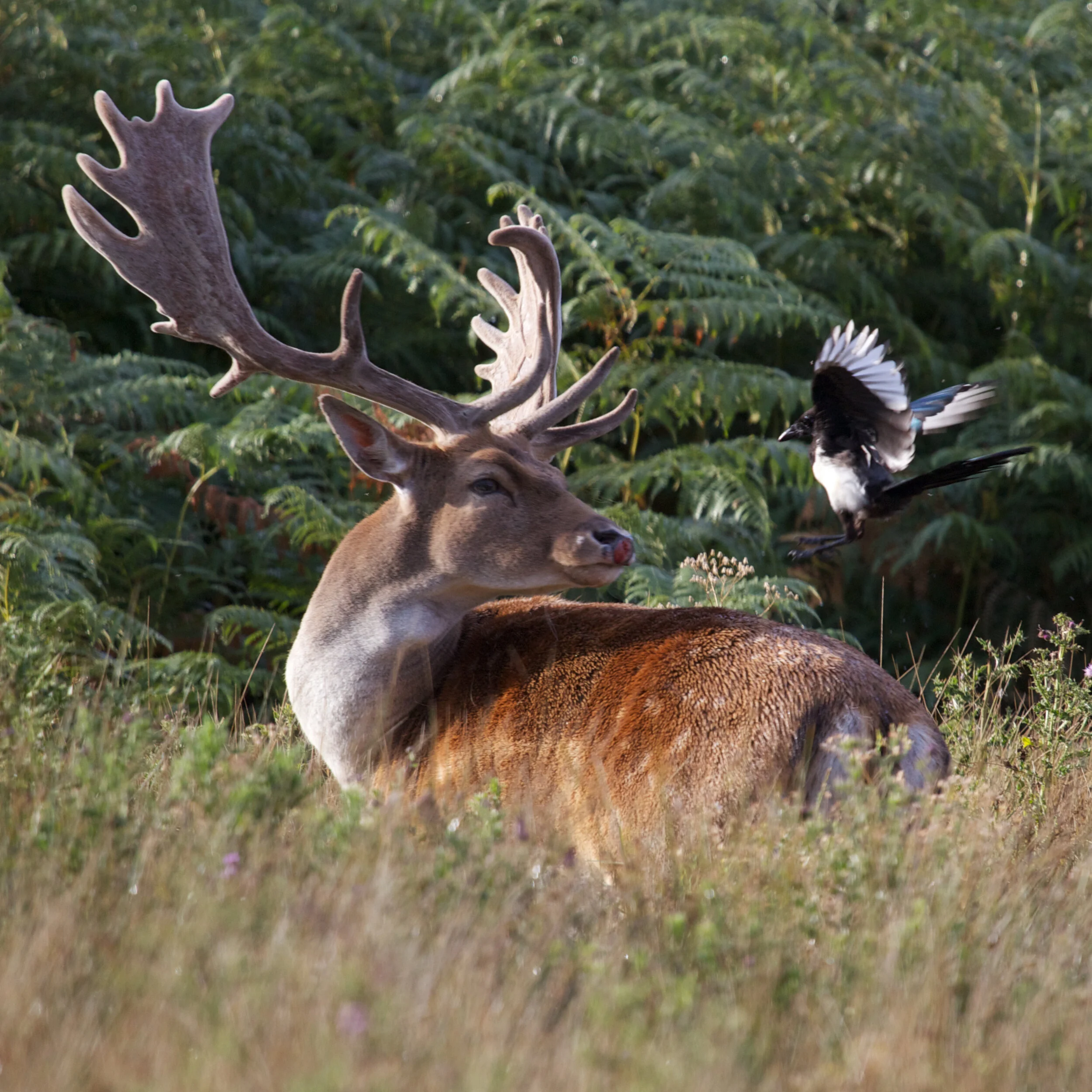 Stag tells Magpie to fly off