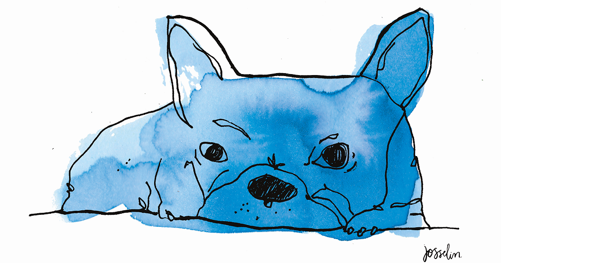 Image_Dog.png