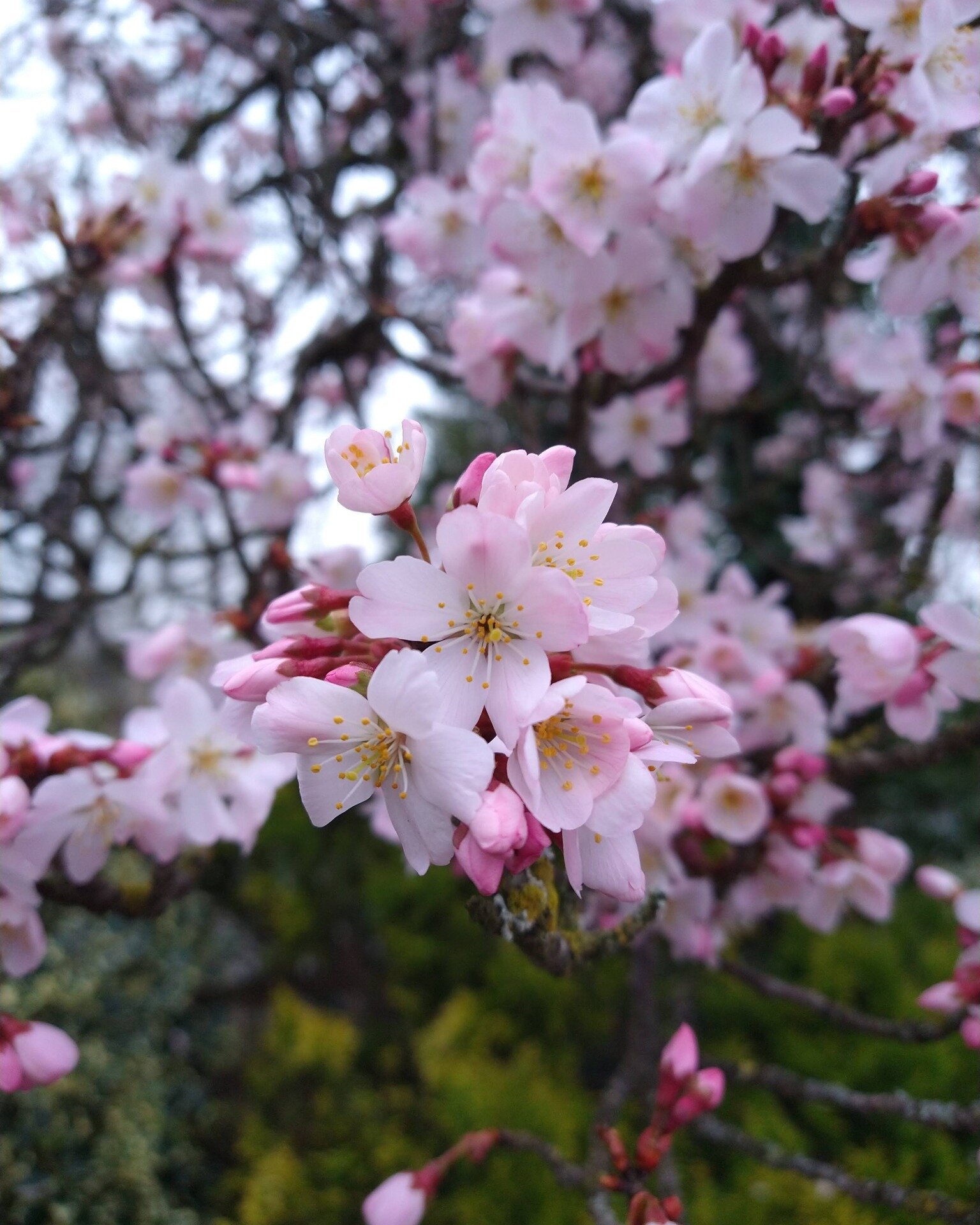 🌸Gratitude for the turning of the seasons.  May we attune our hearts to their enduring message of renewal. - Kristin Granger

Happy Spring Equinox

These blooms are outside our Lach Dennis Hall Venue 💚 

#northwichtown #yogainnorthwich #breathingsp