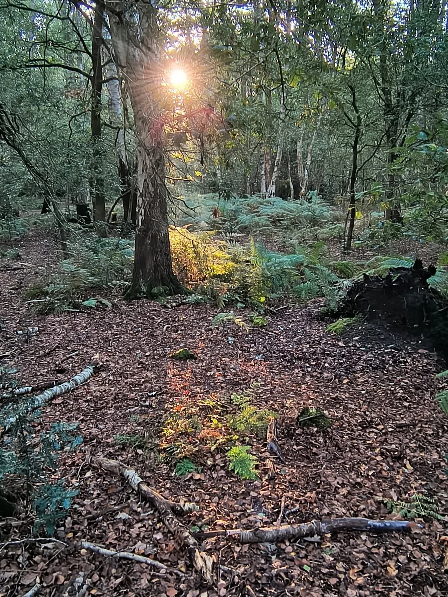 Gorgeous morning walk - autumn early morning sunshine and a light frost on the grass 🍂

#autumntransitions #autumnwalk #wellbeingwalks #joyfulmoments #breathingspaceyoganorthwich #northwichlife