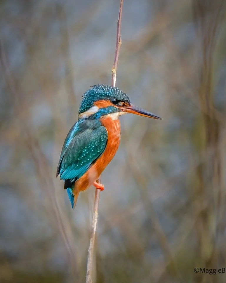 Our Christmas Yoga Classes in Northwich this year are raising funds for @cheshirewildlifetrust 

Here's some of the key projects that we'll be helping:

🐜Protecting Cheshire&rsquo;s last wildlife refuges:
Nature reserves are some of the last refuges