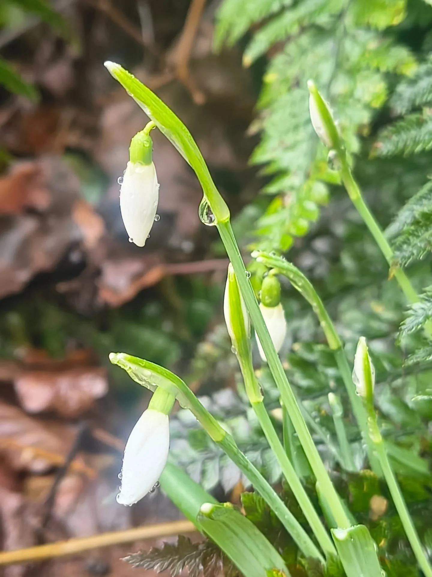 It's not spring. It's most definitely winter. But while nature rests, it also gives us a little hope in these little jewels popping up to remind us that the seasons are moving forwards.

A little walk around my garden is like a little treasure hunt!
