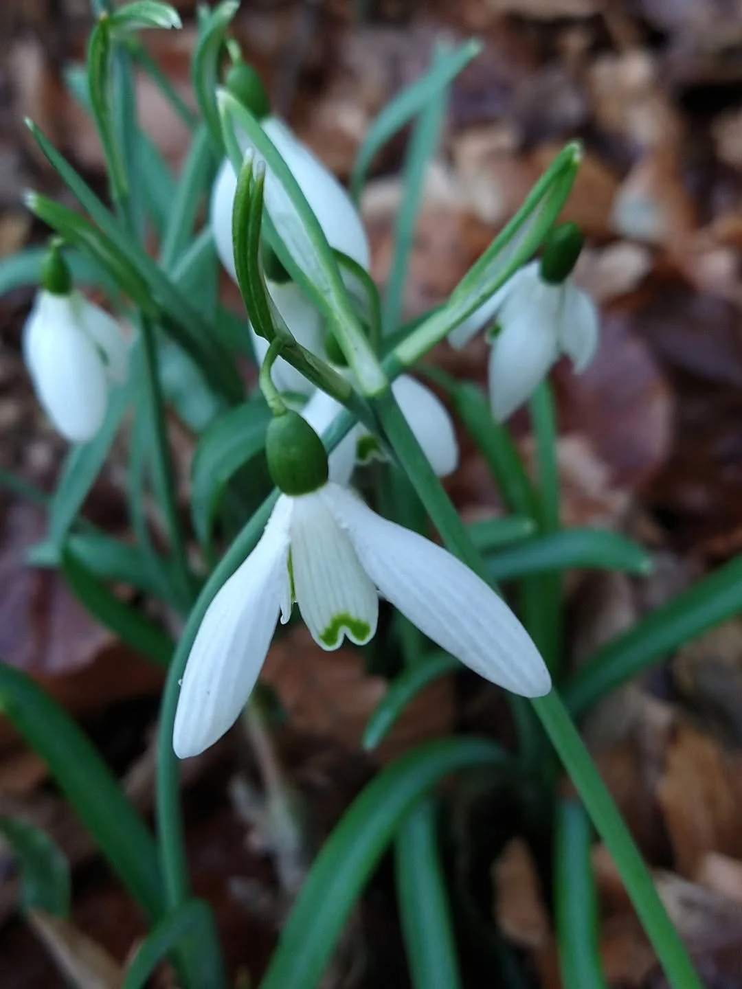 Today is Imbolc half way between Winter Solstice and Spring Equinox.  February brings more light and hope.

Find the snowdrops leading the way...