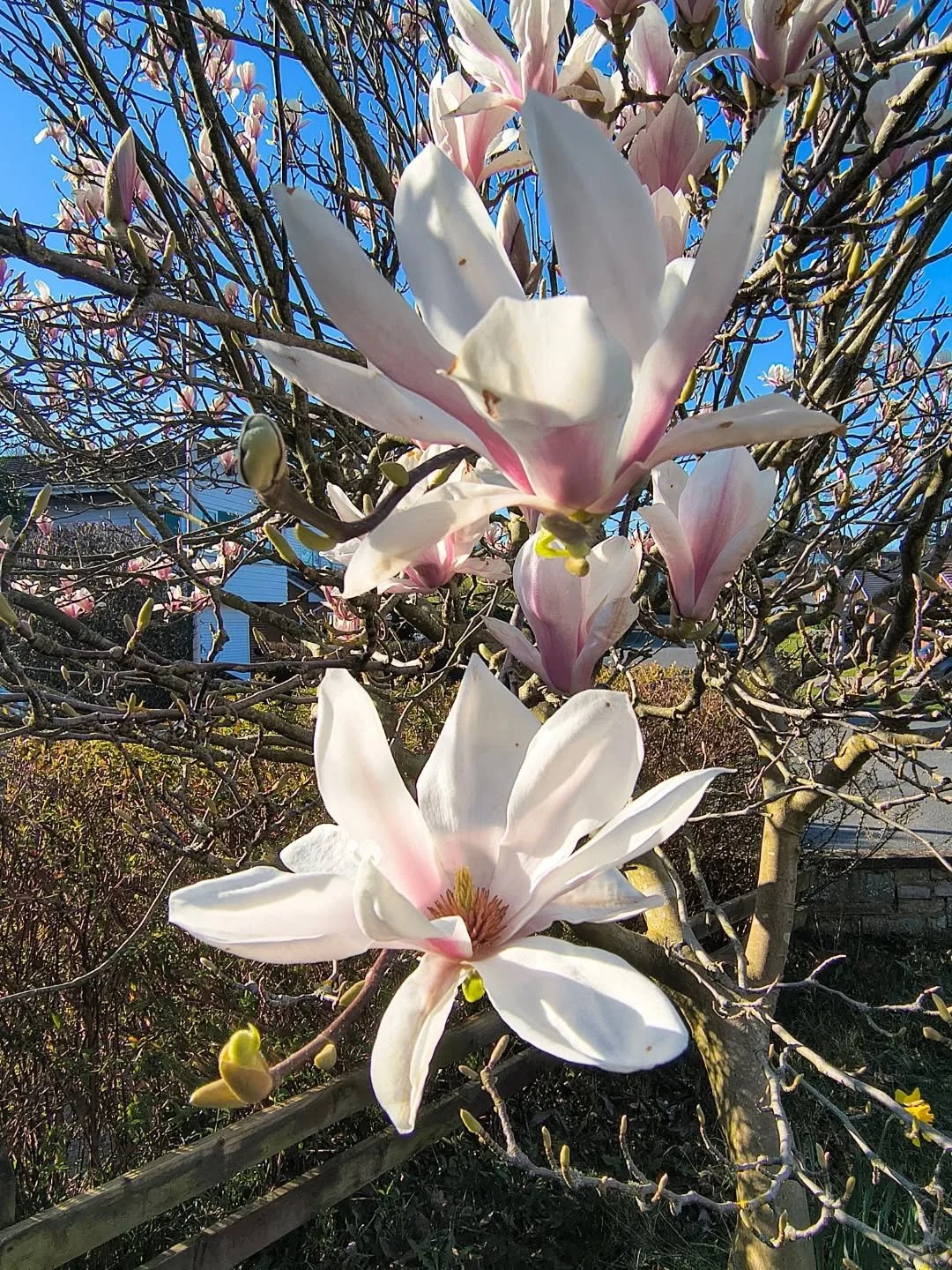 It's magnolia time 💮

I'm always really excited when our huge magnolia flowers open up - it means it's Spring! 

Happy Spring Equinox 💕

#magnolia #springequinox2026