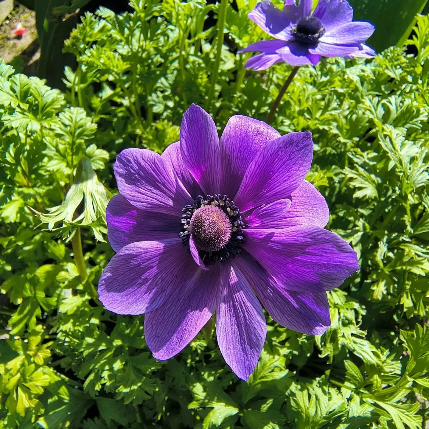 ☀️ flowers and longer days - yay!

Welcome back to this term of classes. So nice to have the sun shining during daytime classes, and to be going home (almost) still in the light on Monday evenings.

There's a couple of spaces in most classes if you'd