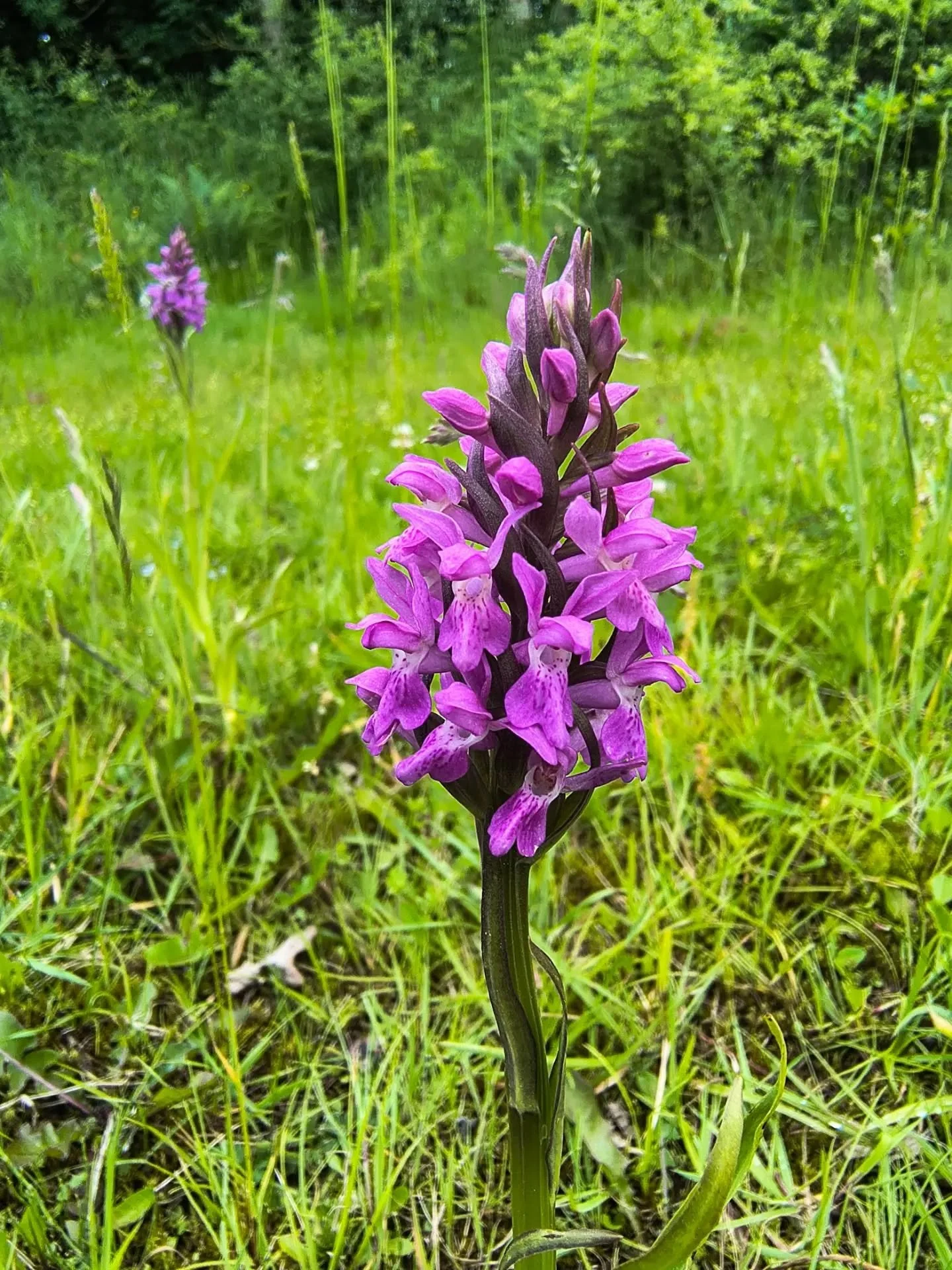 A little surprise on our walk yesterday - wild orchids 🌺

Always love spotting them because you don't see them too often and these have sprung up in a new place I've not seen them before.

What have you spotted when you're out and about after all th