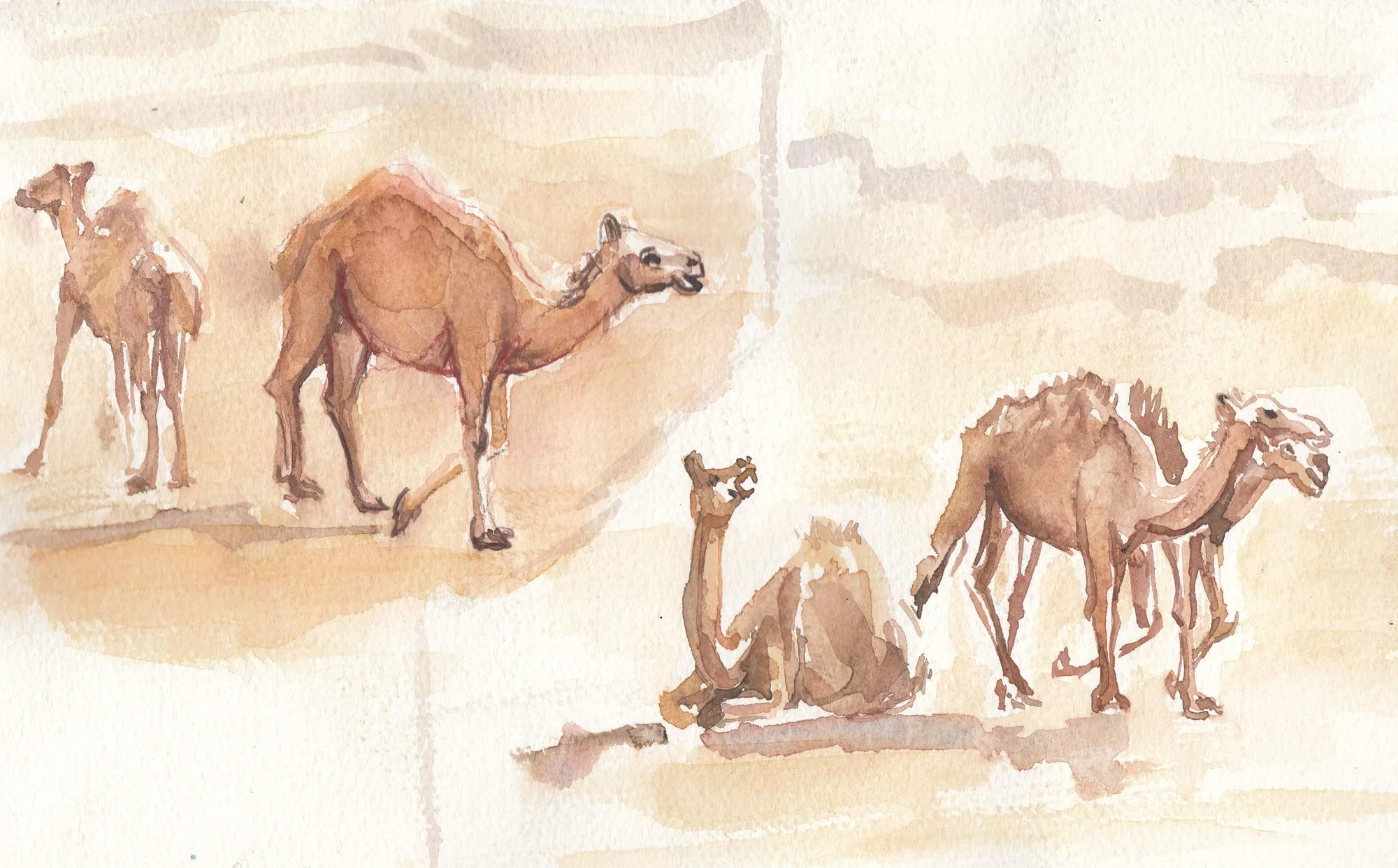 camels-copy.jpg