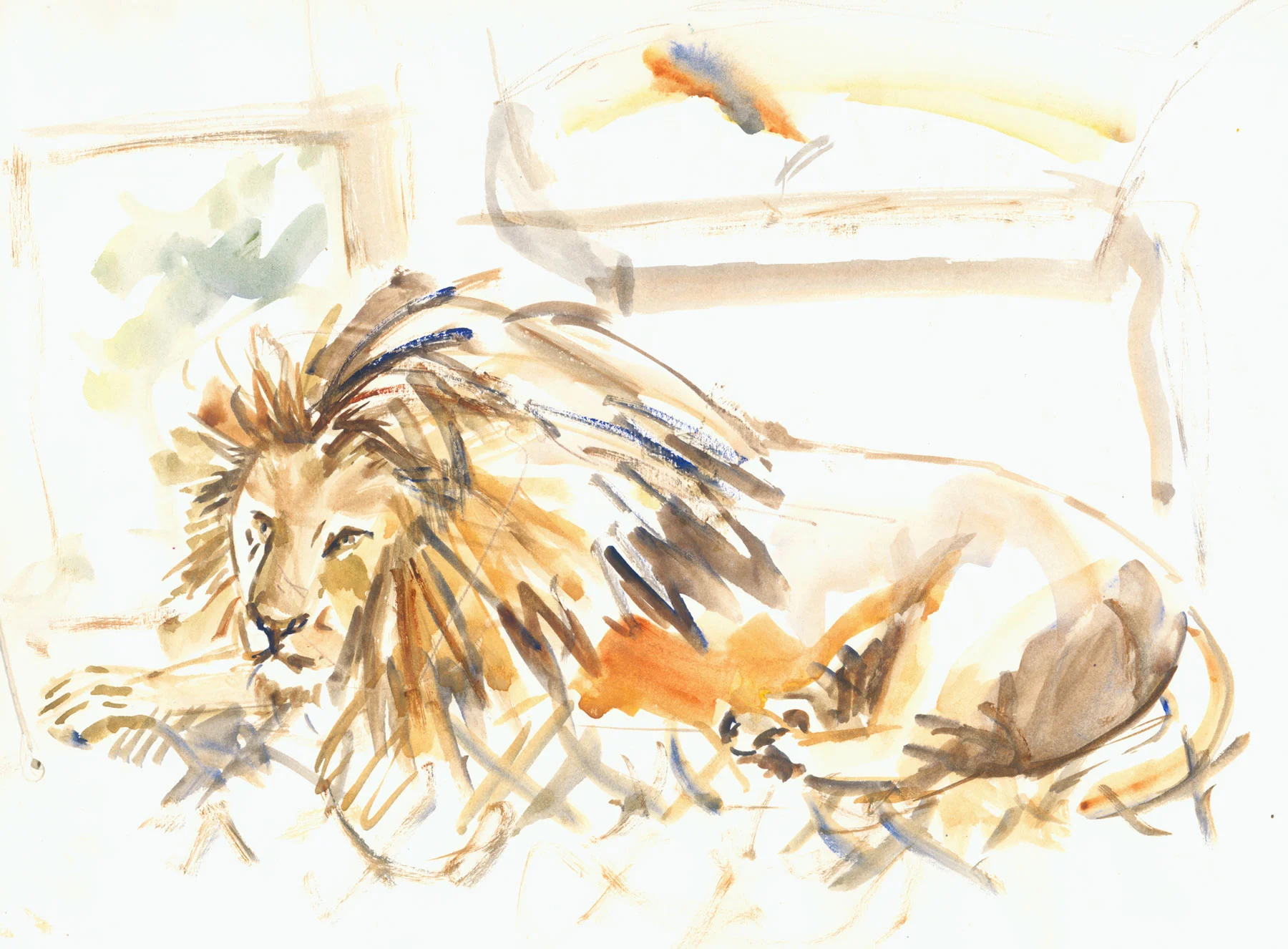 _col-zoo---lion-copy.jpg