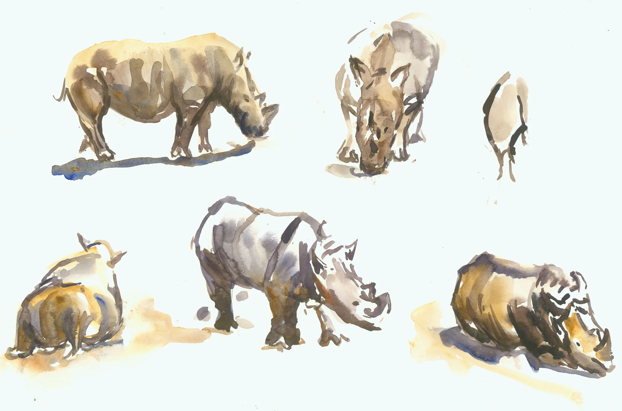 _col-zoo-rhinos-copy.jpg
