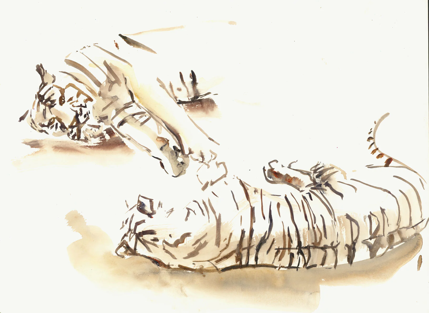 _col-zoo-white-tigers-copy.jpg