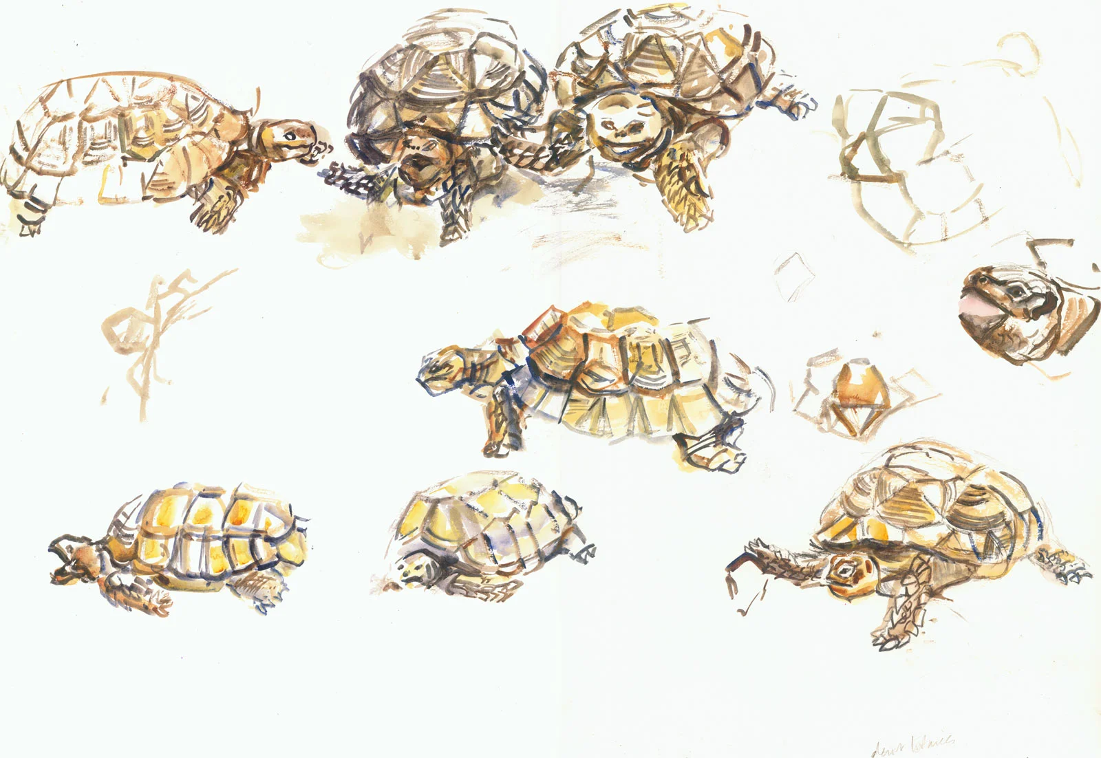col-zoo-tortoises-copy.jpg
