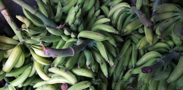 Agricultura estudia opciones para que lleguen más plátanos y guineos