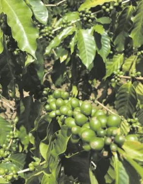 Agricultura le meterá turbo a las reclamaciones