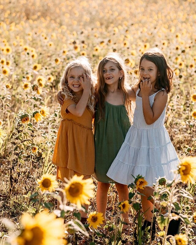 A gloomy day calls for three sweeties in a sunflower field 🌻