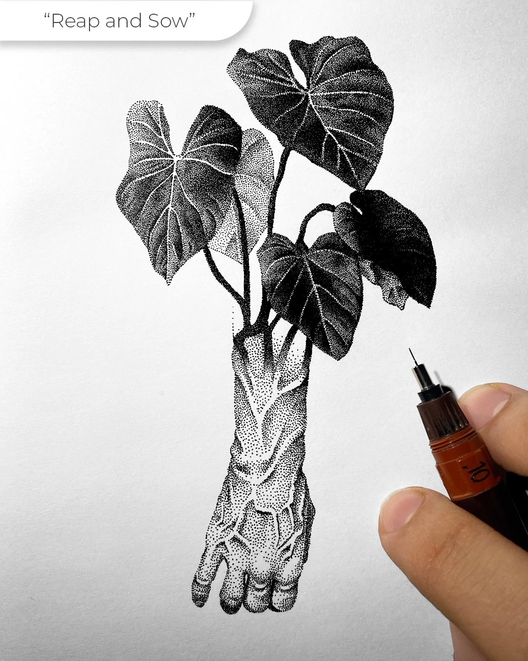Reap and Sow | Original