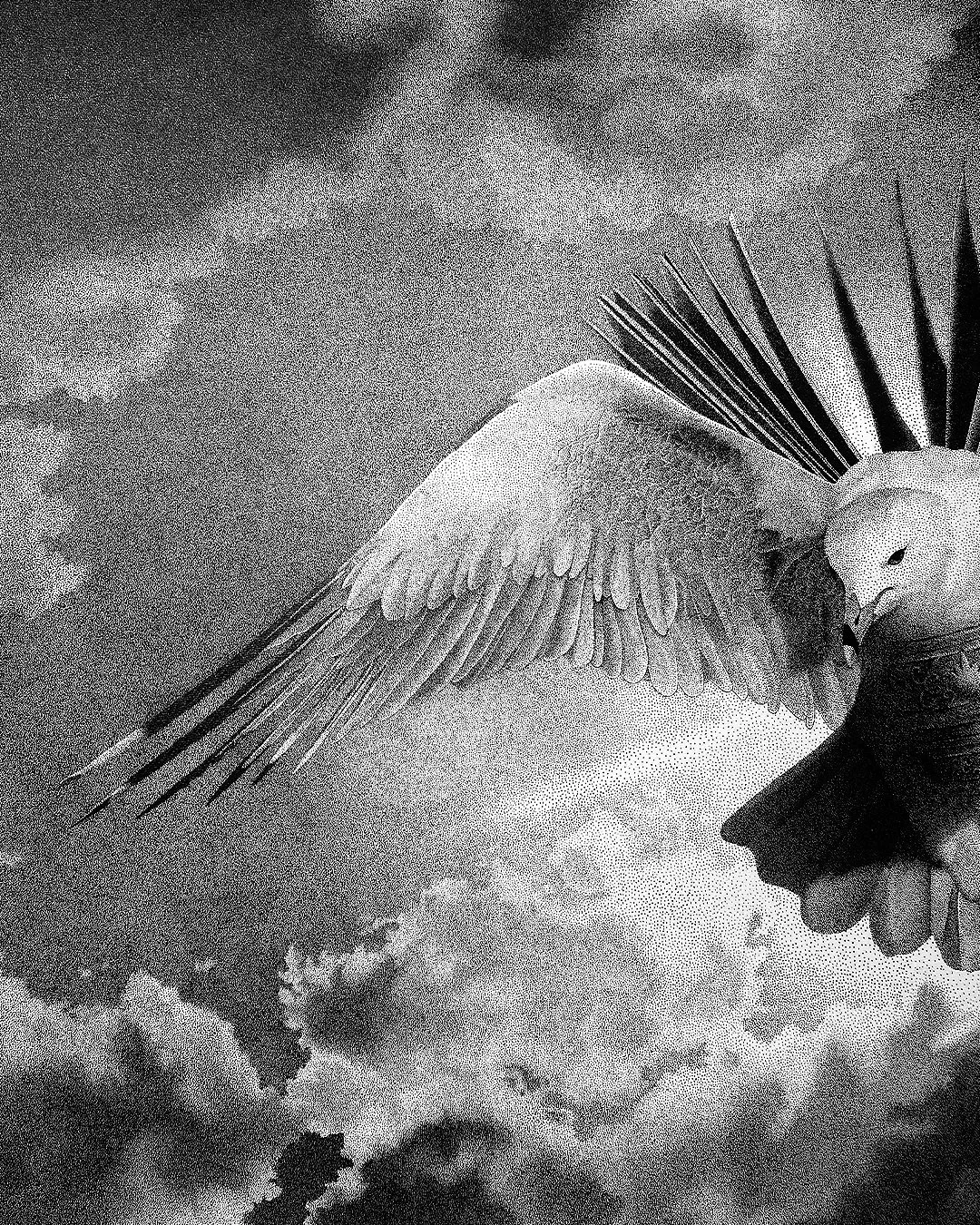 angel_of_borges_7.jpg