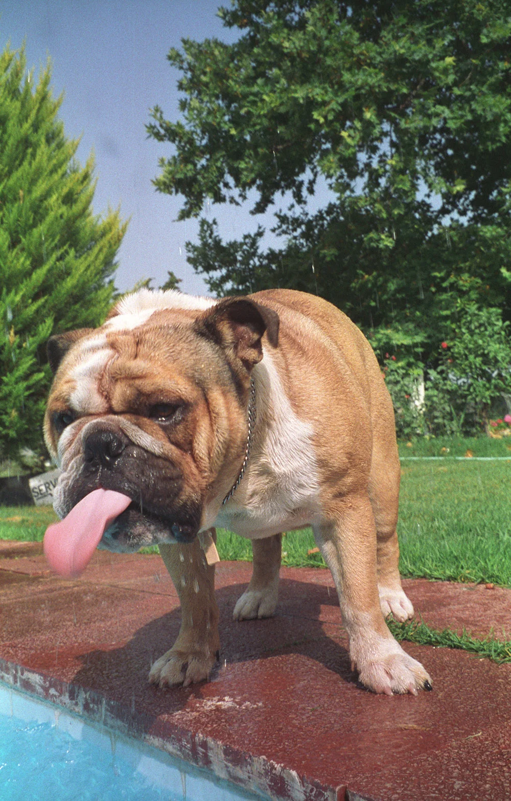 The slobbering hotel dog.