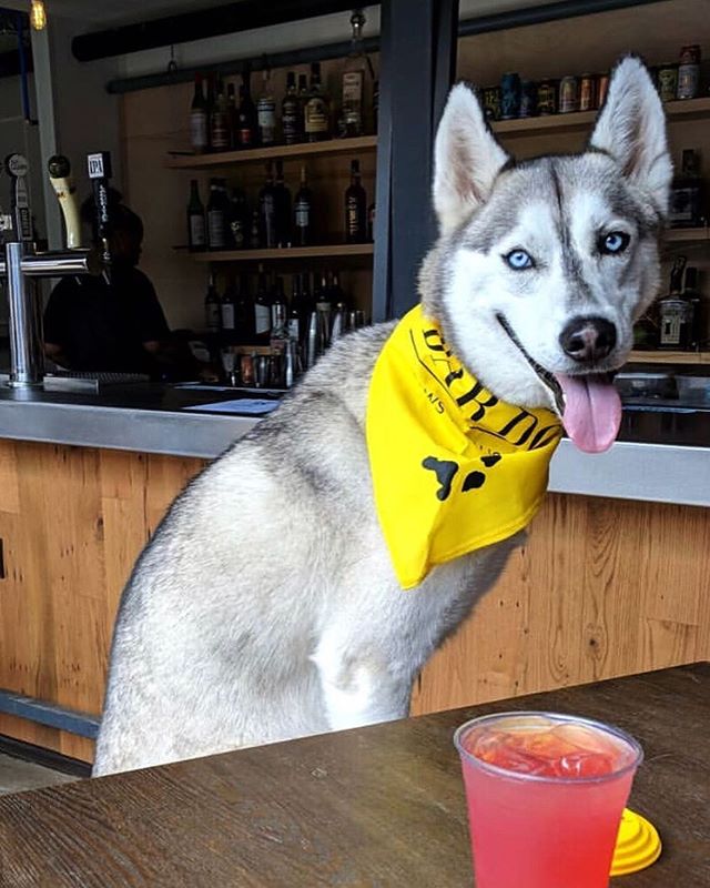 Good boys and girls are always welcome in the upstairs and beer garden areas of the Shipping Co. Woof! 🐶 #detroitshippingcompany (📸: @the_rock_n_roll_rescues)