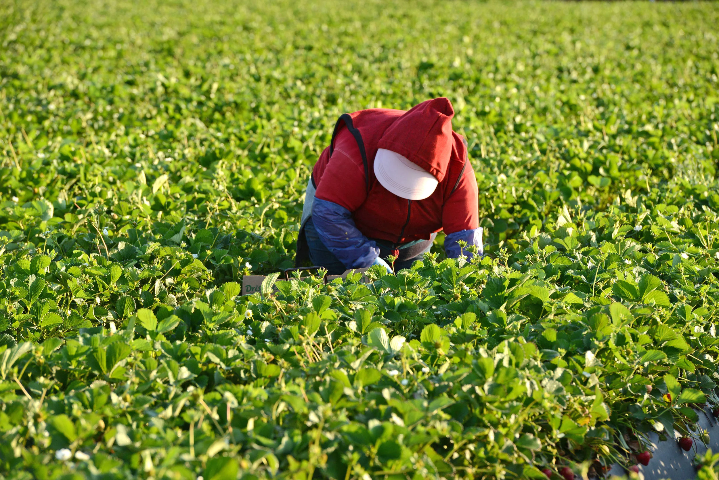 HR_SRB_Farms_4_2017_098.jpg