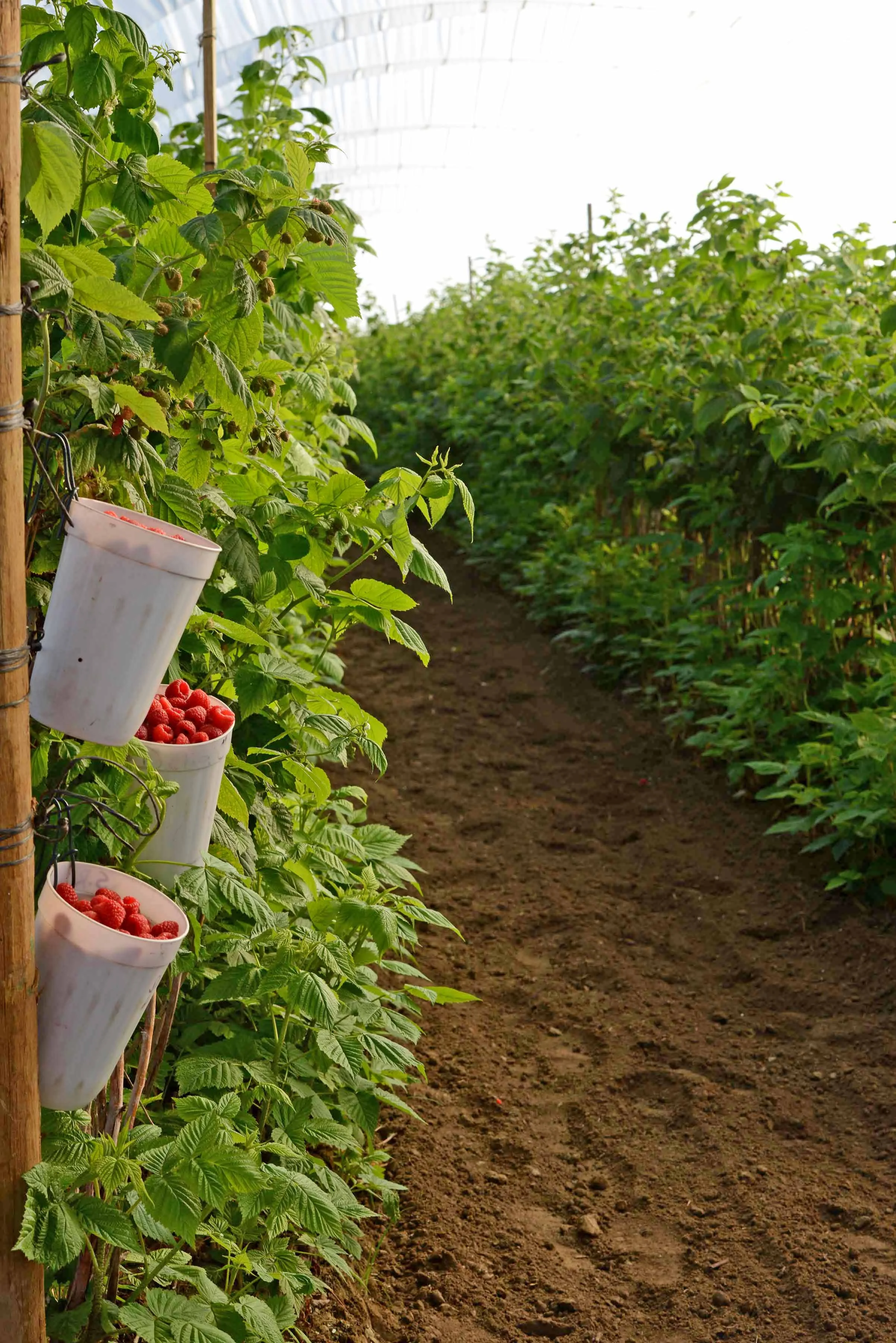HR_SRB_Farms_4_2017_228.jpg